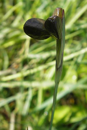 Sisyrinchium californicum \ Kalifornische Binsenlilie / Californian Golden-Eyed Grass, IRL County Galway, Lough Corrib 17.6.2012