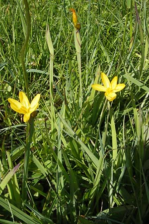 Sisyrinchium californicum \ Kalifornische Binsenlilie, IRL County Galway, Lough Corrib 17.6.2012