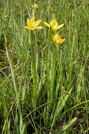 Sisyrinchium californicum \ Kalifornische Binsenlilie, IRL County Galway, Lough Corrib 17.6.2012