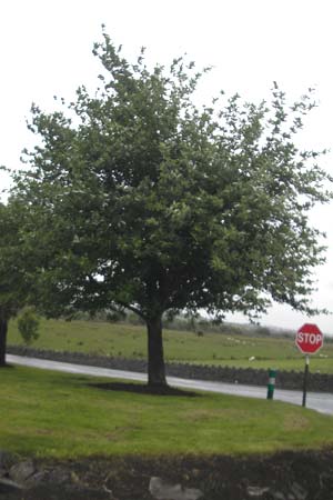 Sorbus hibernica \ Irische Mehlbeere / Irish Whitebeam, IRL Tuam 14.6.2012