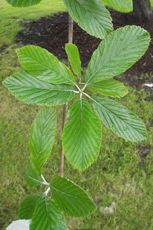 Sorbus hibernica \ Irische Mehlbeere / Irish Whitebeam, IRL Tuam 14.6.2012