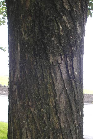 Sorbus hibernica \ Irische Mehlbeere / Irish Whitebeam, IRL Tuam 14.6.2012