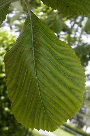 Sorbus hibernica \ Irische Mehlbeere / Irish Whitebeam, IRL Burren, Lisdoonvarna 15.6.2012