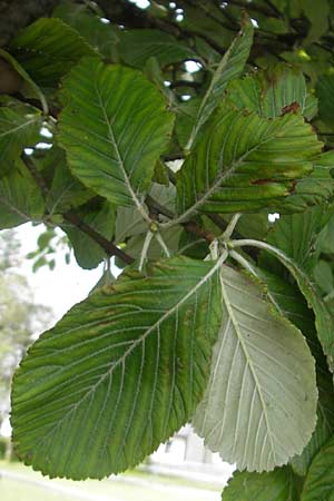 Sorbus hibernica \ Irische Mehlbeere / Irish Whitebeam, IRL Burren, Lisdoonvarna 15.6.2012