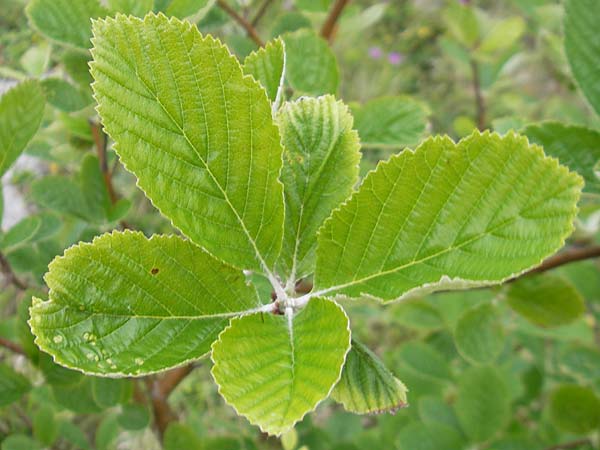 Sorbus hibernica \ Irische Mehlbeere / Irish Whitebeam, IRL Burren, Lough Bunny 15.6.2012