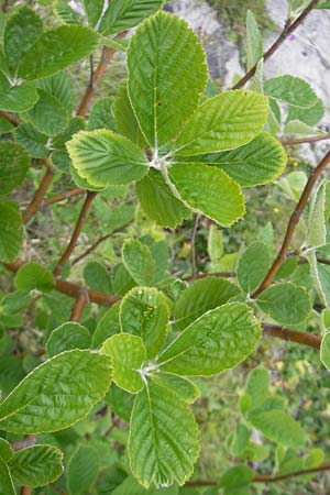 Sorbus hibernica \ Irische Mehlbeere / Irish Whitebeam, IRL Burren, Lough Bunny 15.6.2012