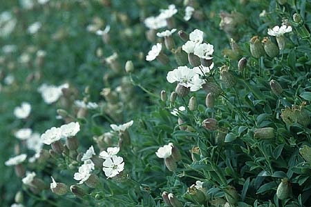 Silene uniflora \ Einbltiges Leimkraut / Sea Campion, IRL Insel/island Skellig Michael 15.8.2005