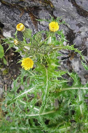 Sonchus asper \ Raue Gnsedistel, IRL Burren, Killinaboy 15.6.2012