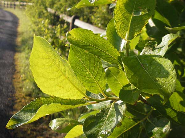 Salix caprea \ Sal-Weide, IRL County Sligo, Lough Talt 19.6.2012