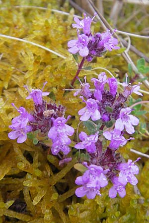 Thymus praecox subsp. britannicus \ Englischer Thymian / British Thyme, IRL Burren, Fanore 15.6.2012