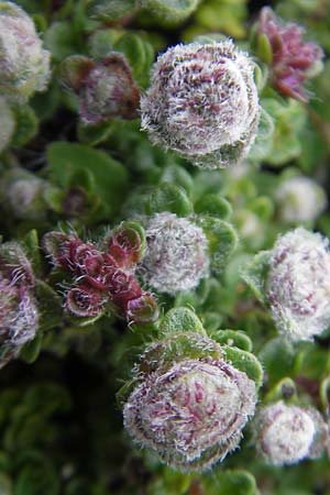 Thymus praecox subsp. britannicus \ Englischer Thymian / British Thyme, IRL Burren, Fanore 15.6.2012