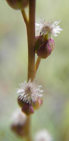Triglochin palustris \ Sumpf-Dreizack / Marsh Arrowgrass, IRL Connemara, Recess 17.6.2012