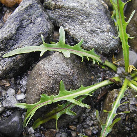 Scorzoneroides autumnalis \ Herbst-Schuppenlwenzahn, IRL County Sligo, Lough Talt 19.6.2012