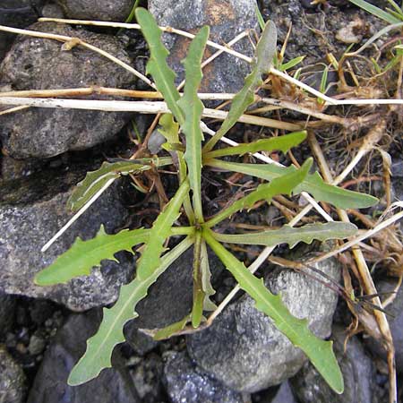 Scorzoneroides autumnalis \ Herbst-Schuppenlwenzahn, IRL County Sligo, Lough Talt 19.6.2012