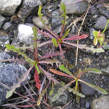 Scorzoneroides autumnalis \ Herbst-Schuppenlwenzahn, IRL County Sligo, Lough Talt 19.6.2012