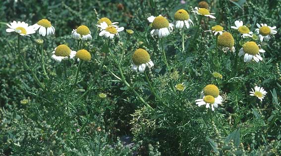 Tripleurospermum maritimum \ Falsche Kamille, Strand-Kamille, IRL Insel Skellig Michael 15.8.2005