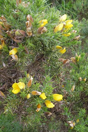 Ulex europaeus / Gorse, IRL County Kerry, Glenbeigh 16.6.2012