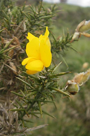 Ulex europaeus / Gorse, IRL Connemara, Recess 17.6.2012