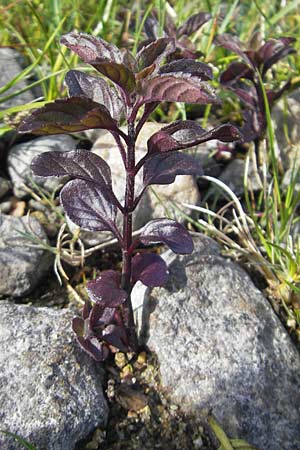 Mentha aquatica \ Wasser-Minze, IRL County Galway, Lough Corrib 17.6.2012