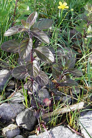 Mentha aquatica \ Wasser-Minze / Water Mint, IRL County Galway, Lough Corrib 17.6.2012