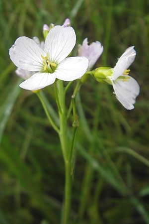 Cardamine pratensis agg. \ Wiesen-Schaumkraut, IRL Burren, Killinaboy 15.6.2012