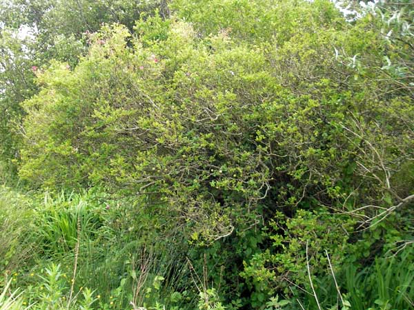 Ligustrum ovalifolium \ Ovalblttriger Liguster, Japanische Rainweide, IRL County Kerry, Waterville 16.6.2012