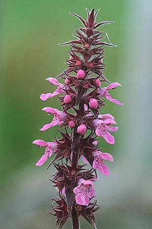 Stachys palustris \ Sumpf-Ziest, IRL Doolin 8.8.2005