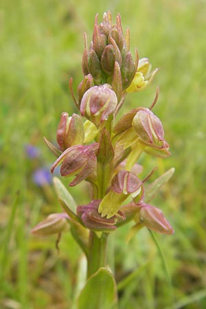 Coeloglossum viride \ Grüne Hohlzunge, IRL  Donegal Airport 18.6.2012 