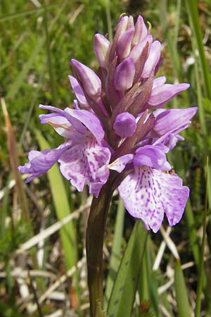 Dactylorhiza ericetorum \ Heide-Fingerwurz, Heide-Knabenkraut, IRL  Connemara, Clifden 17.6.2012 