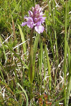 Dactylorhiza ericetorum \ Heide-Fingerwurz, Heide-Knabenkraut / Heath Spotted Orchid, IRL  Connemara, Clifden 17.6.2012 