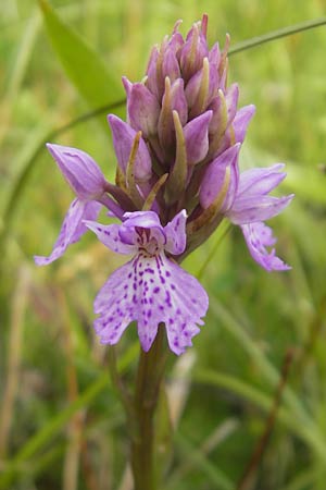 Dactylorhiza ericetorum \ Heide-Fingerwurz, Heide-Knabenkraut / Heath Spotted Orchid, IRL  Connemara, Clifden 17.6.2012 