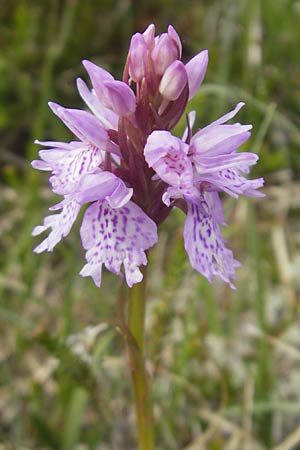 Dactylorhiza ericetorum \ Heide-Fingerwurz, Heide-Knabenkraut / Heath Spotted Orchid, IRL  Connemara, Clifden 17.6.2012 