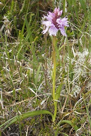 Dactylorhiza ericetorum \ Heide-Fingerwurz, Heide-Knabenkraut / Heath Spotted Orchid, IRL  Connemara, Clifden 17.6.2012 