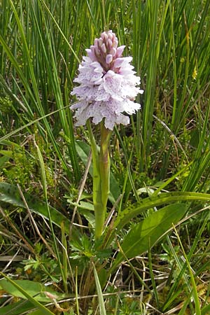 Dactylorhiza ericetorum \ Heide-Fingerwurz, Heide-Knabenkraut, IRL  Connemara, Clifden 17.6.2012 