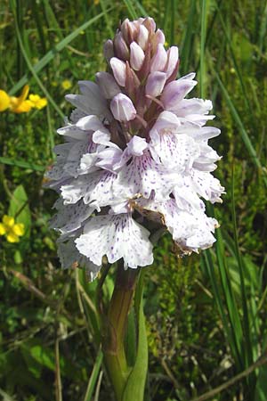 Dactylorhiza ericetorum \ Heide-Fingerwurz, Heide-Knabenkraut / Heath Spotted Orchid, IRL  Connemara, Clifden 17.6.2012 