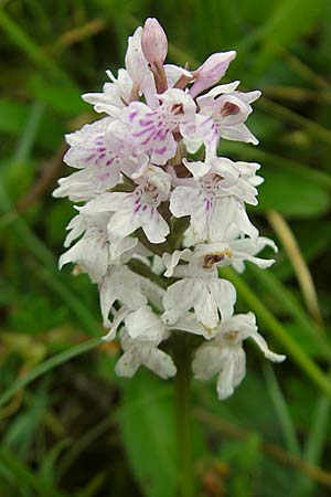 Dactylorhiza fuchsii \ Fuchssche Fingerwurz, Fuchssches Knabenkraut / Common Spotted Orchid, IRL  Burren, Ballyvaughn 14.6.2012 