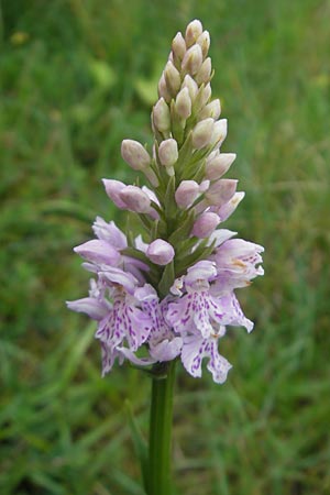 Dactylorhiza fuchsii / Common Spotted Orchid, IRL  Burren, Fanore 15.6.2012 