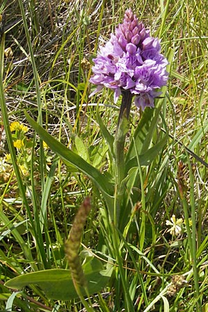 Dactylorhiza hebridensis \ Hebriden-Fingerwurz, Hebriden-Knabenkraut / Hebridean Spotted Orchid, IRL  Connemara, Ballyconneely 17.6.2012 