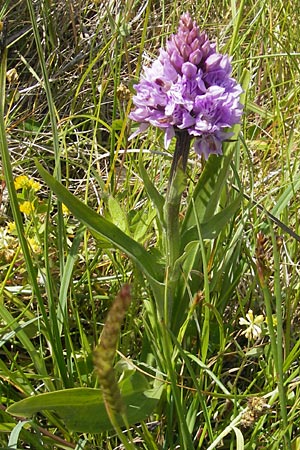 Dactylorhiza hebridensis \ Hebriden-Fingerwurz, Hebriden-Knabenkraut, IRL  Connemara, Ballyconneely 17.6.2012 