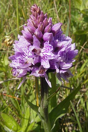 Dactylorhiza hebridensis \ Hebriden-Fingerwurz, Hebriden-Knabenkraut / Hebridean Spotted Orchid, IRL  Connemara, Ballyconneely 17.6.2012 