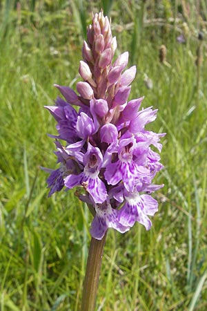 Dactylorhiza hebridensis \ Hebriden-Fingerwurz, Hebriden-Knabenkraut / Hebridean Spotted Orchid, IRL  Connemara, Ballyconneely 17.6.2012 