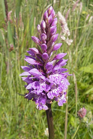 Dactylorhiza hebridensis \ Hebriden-Fingerwurz, Hebriden-Knabenkraut / Hebridean Spotted Orchid, IRL  Connemara, Ballyconneely 17.6.2012 