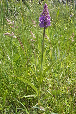 Dactylorhiza hebridensis \ Hebriden-Fingerwurz, Hebriden-Knabenkraut, IRL  Connemara, Ballyconneely 17.6.2012 