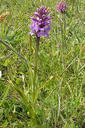 Dactylorhiza hebridensis \ Hebriden-Fingerwurz, Hebriden-Knabenkraut, IRL  Connemara, Ballyconneely 17.6.2012 