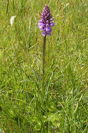 Dactylorhiza hebridensis \ Hebriden-Fingerwurz, Hebriden-Knabenkraut / Hebridean Spotted Orchid, IRL  Connemara, Ballyconneely 17.6.2012 