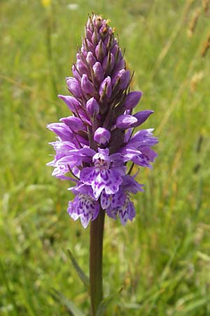 Dactylorhiza hebridensis \ Hebriden-Fingerwurz, Hebriden-Knabenkraut, IRL  Connemara, Ballyconneely 17.6.2012 