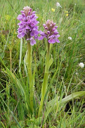 Dactylorhiza hebridensis \ Hebriden-Fingerwurz, Hebriden-Knabenkraut / Hebridean Spotted Orchid (?), IRL  County Sligo, Mullaghmore 18.6.2012 