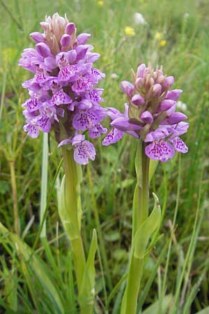 Dactylorhiza hebridensis \ Hebriden-Fingerwurz, Hebriden-Knabenkraut / Hebridean Spotted Orchid (?), IRL  County Sligo, Mullaghmore 18.6.2012 