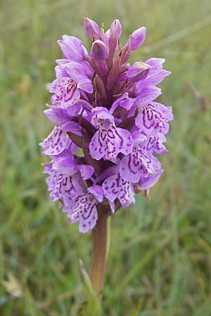 Dactylorhiza hebridensis \ Hebriden-Fingerwurz, Hebriden-Knabenkraut / Hebridean Spotted Orchid (?), IRL  County Sligo, Mullaghmore 18.6.2012 