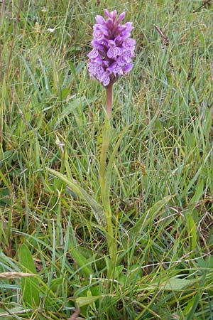 Dactylorhiza hebridensis \ Hebriden-Fingerwurz, Hebriden-Knabenkraut (?), IRL  County Sligo, Mullaghmore 18.6.2012 